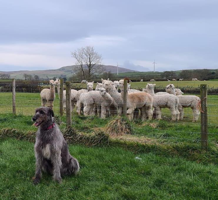 The Alpaca Farmhouse With Hot Tub And Alpaca Experience Included Dromara Exterior foto