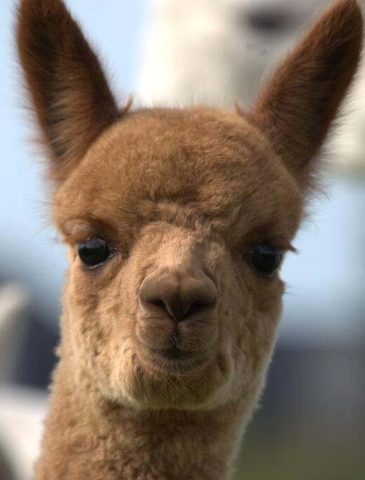 The Alpaca Farmhouse With Hot Tub And Alpaca Experience Included Dromara Exterior foto