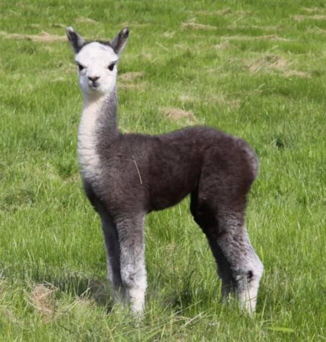 The Alpaca Farmhouse With Hot Tub And Alpaca Experience Included Dromara Exterior foto