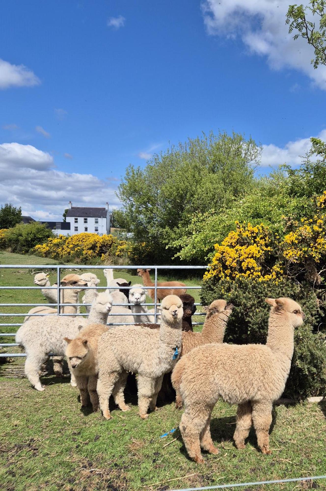 The Alpaca Farmhouse With Hot Tub And Alpaca Experience Included Dromara Exterior foto